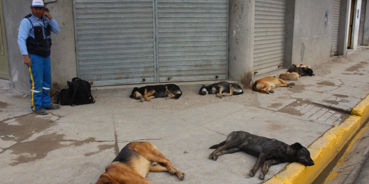EN CHILCA ESTERILIZAN A PERROS CALLEJEROS